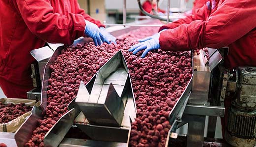 Trabalhadores processando alimentos vermelhos