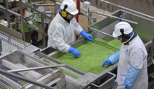 Workers processing green food